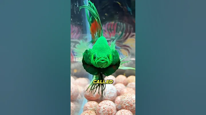 Video 10403051: siamese fighting fish