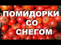 ПОМИДОРКИ СО СНЕГОМ ЗАКАТКИ В БАНКАХ НА ЗИМУ РЕЦЕПТЫ СЮФ И ЕГО МАМЫ