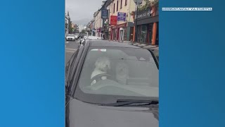 Impatient dog honks horn for owner to return