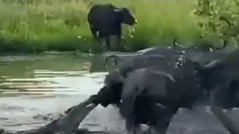 Trâu rừng bị cá sấu tấn công và những con mồi khác