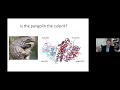 Professor Nikolai Petrovsky – Vaccines and biodefense: COVID-19, flu and beyond