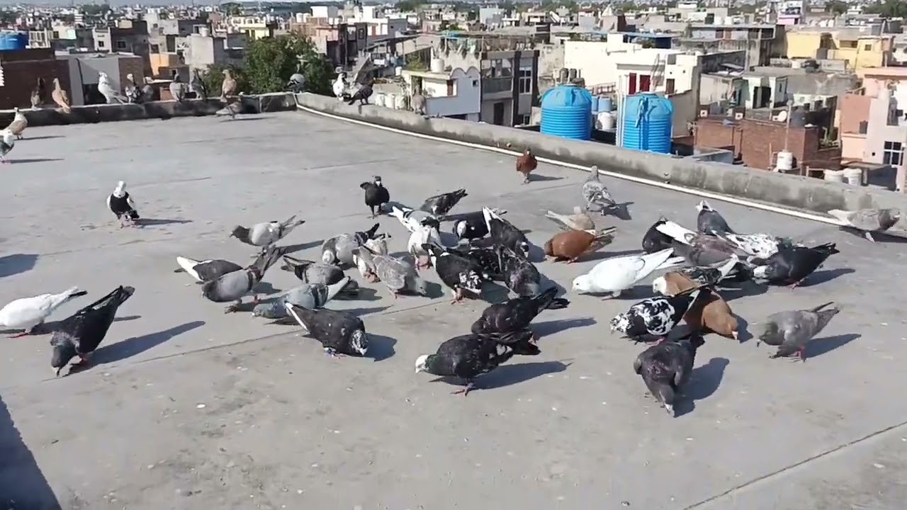 Bittooo Aashram pigeon loft Ganga vihar 