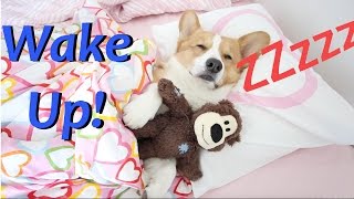 Morning of a Corgi - Topi the Corgi