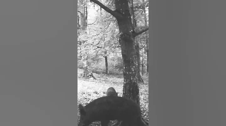Wild boar scratching his back #wildanimals #forest #2024 #hunting #top #trailcam #wildboar #nature
