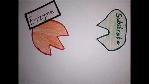 GCSE Biology Enzyme Lock and Key Stop Motion