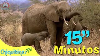 El Sonido de los animales - Canción Infantil - 15 minutos