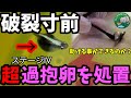 破裂寸前!メダカ過抱卵病の治療方法!肛門付近を綿棒(筆)で刺激とマッサージ処置【卵詰まり】卵を押し出し排出できるのか?それとも破裂してしまうのか?カブキメダカの雌!安らぎAQUAちゃんねる