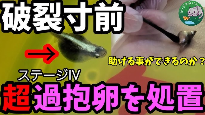 大実験 メダカをカルキ抜きしない水道水 塩素入り で泳がせたら生存できるのか 屋外飼育中のオロチメダカで実験します 安らぎaquaちゃんねる Youtube
