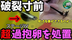 安らぎaquaちゃんねる Youtube