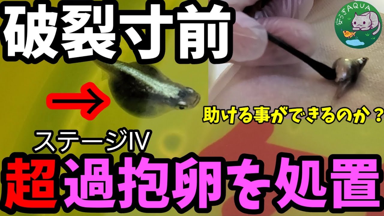 破裂寸前 メダカ過抱卵病の治療方法 肛門付近を綿棒 筆 で刺激とマッサージ処置 卵詰まり 卵を押し出し排出できるのか それとも破裂してしまうのか カブキメダカの雌 安らぎaquaちゃんねる Youtube