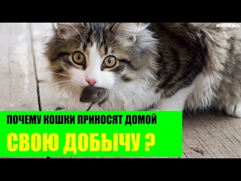 Почему кошки приносят домой убитых животных?