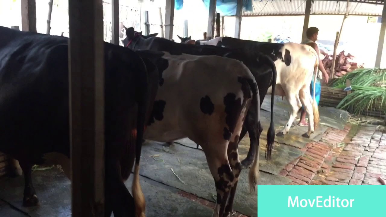 friesian cow dairy for sale humayra dairy farm dam janun 01710106194
