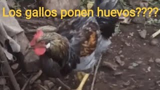 Los gallos ponen huevos?   Realidad o Mito #gallo #huevos #huevodegallo