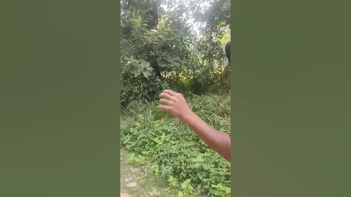 Birthplace of first Buddha and  Gautama Siddhartha was 2800th Buddha!!😳😱