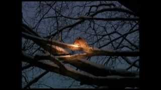 Пернатые кошки ночи. Совы Пернатые кошки ночи. Совы