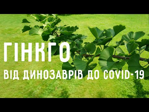 Гінкго: від динозаврів до COVID-19