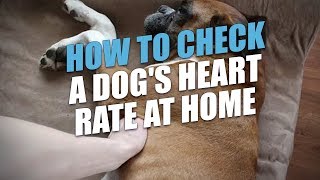 How to Check a Dog's Heart Rate At Home (Accurate Method)