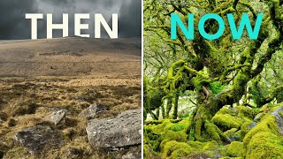 A Bold Solution Restoring Britain's Rainforests