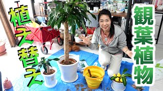 【幸福の木】ドラセナ・マッサンゲアナ観葉植物を植え替え