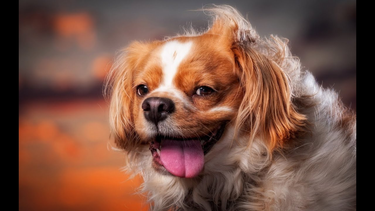 Super Funny Dogs - Incredible moments. Enjoy !! 