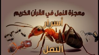 هل نتعلم من النمل؟ سيد الطهارة  النمل يستخدم إنترنت خاص بها .. غريب حقا