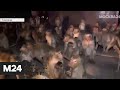 Обезьяны устроили бегство от салюта в Таиланде - Москва 24