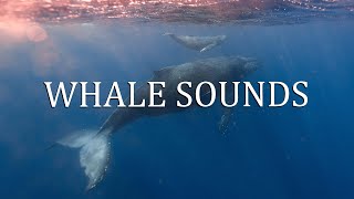 Underwater Serenade: Relaxing Sounds of Whale Songs