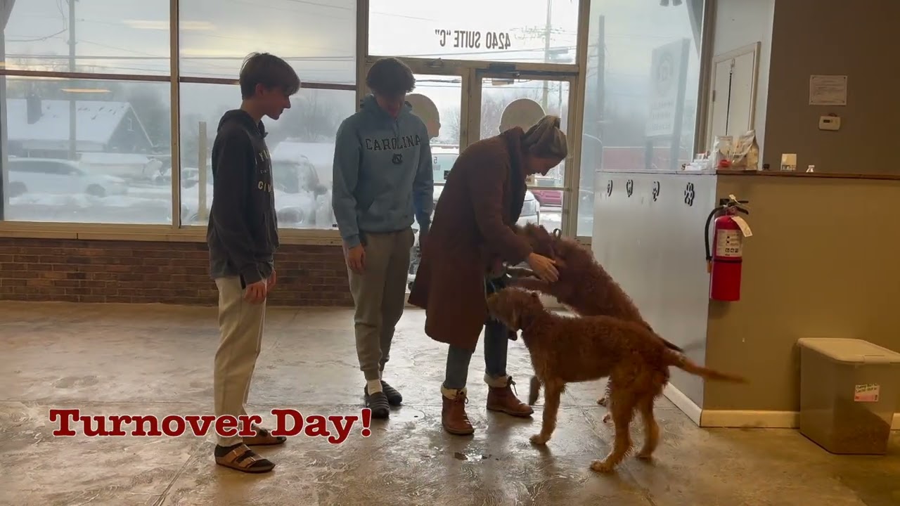 Sunny's 15 Day Board & Train | 6 month old Labradoodle 