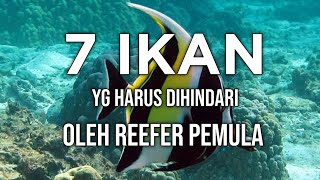 7 Ikan Yang Harus Dihindari Reefer Pemula