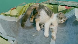 Meow Kittens: Calico cat gives birth - part 1. by Meow Kittens 277 views 5 months ago 5 minutes, 34 seconds