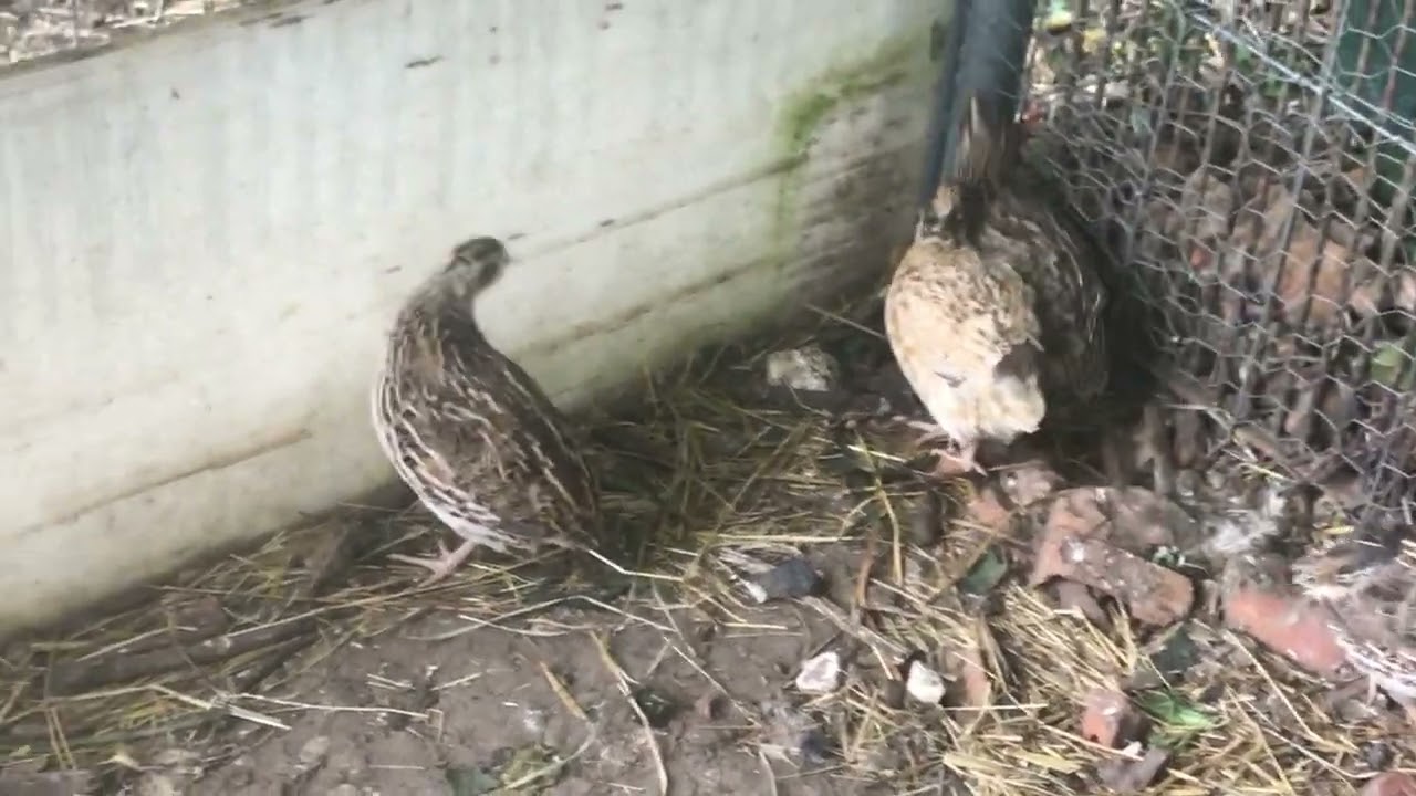 présentation de mon petit élevage de cailles en volière