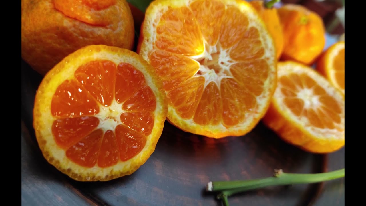 Мандарин "Ивасаки" \C. unshiu "Iwasaki" \ Iwasaki Satsuma mandarin. Сравнение с фаворитами 2020.