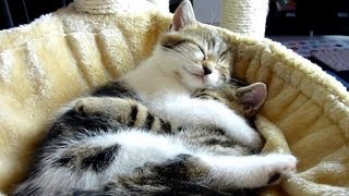 Top 20 Cute Kittens and Cats Hugs | Happy Valentine's Day Video Compilation