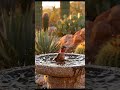 📸 Hidden Camera Captures a Fiery Red Hummingbird Enjoying a Sunset Bath #Hummingbird