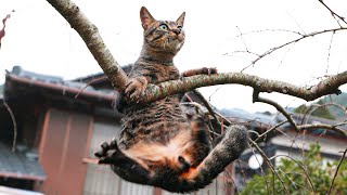 木から落ちかけて驚異の踏ん張りを見せるキジ猫