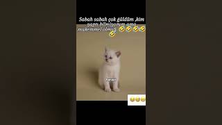 Ne Güldüm Ama 😂😂😂Yapmayın Şunu Kedilere