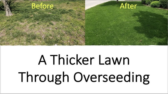 How To Thicken Lawn
