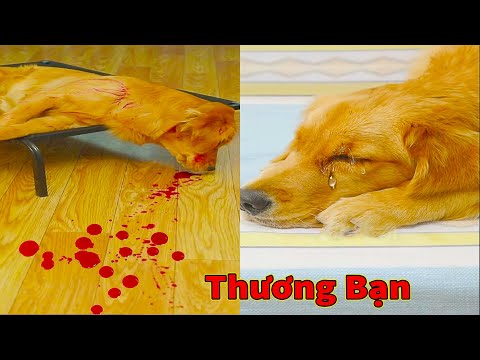 Thú Cưng TV | Cô cô và Sầu riêng #2 | Chó Golden Gâu Đần thông minh vui nhộn | Pets cute smart dog