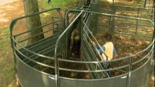 Priefert Large Cattle Working Systems