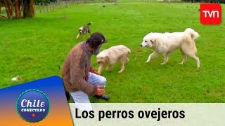 Los perros ovejeros | Chile conectado | Buenos días a todos