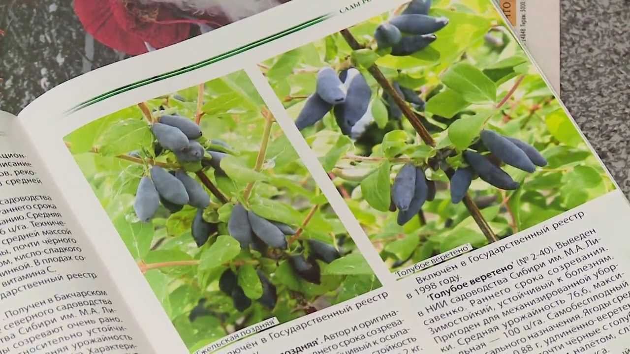 Программа "Наш Сад" № 25