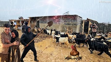 Suddenly Rain Makes Troubles: A Captivating Day of Saving Goats on Mr Hassan Farm🌧
