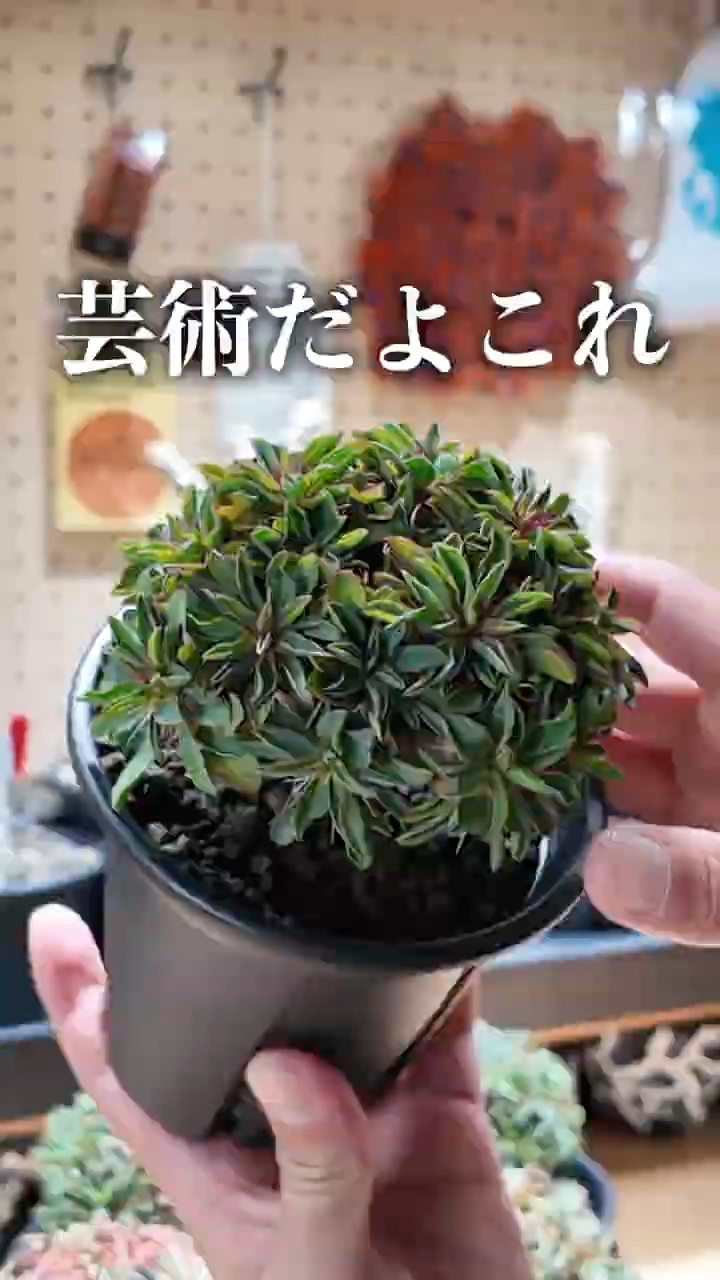 About the 456 selected seedlings of Gilaumina - YouTube