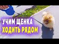 Учим щенка ходить рядом. Как научить собаку команде рядом. Послушный шпиц мисс Николь