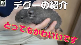 デグーの紹介