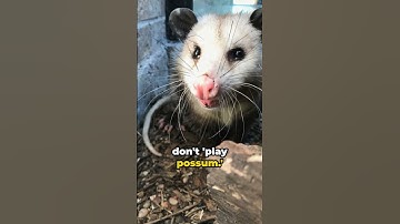 5 Quick Opossum Facts You Need to Know Right Now!