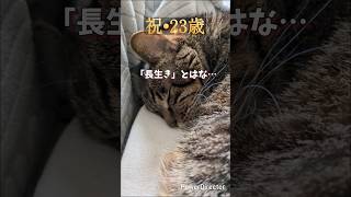 23歳になりました。隊長の今日のパトロールは、陽だまりで見守ること。#猫 #shorts #ココ爺 #猫のいる暮らし