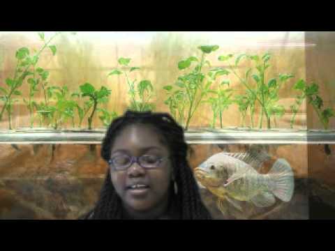 Aquaponics elementary education Military and Global leadership school Charlotte N.C