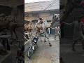 Camel Qurbani 2024❤️running in streets #ytshorts #funny #bakraeidlover #newmusic #petlover #lion
