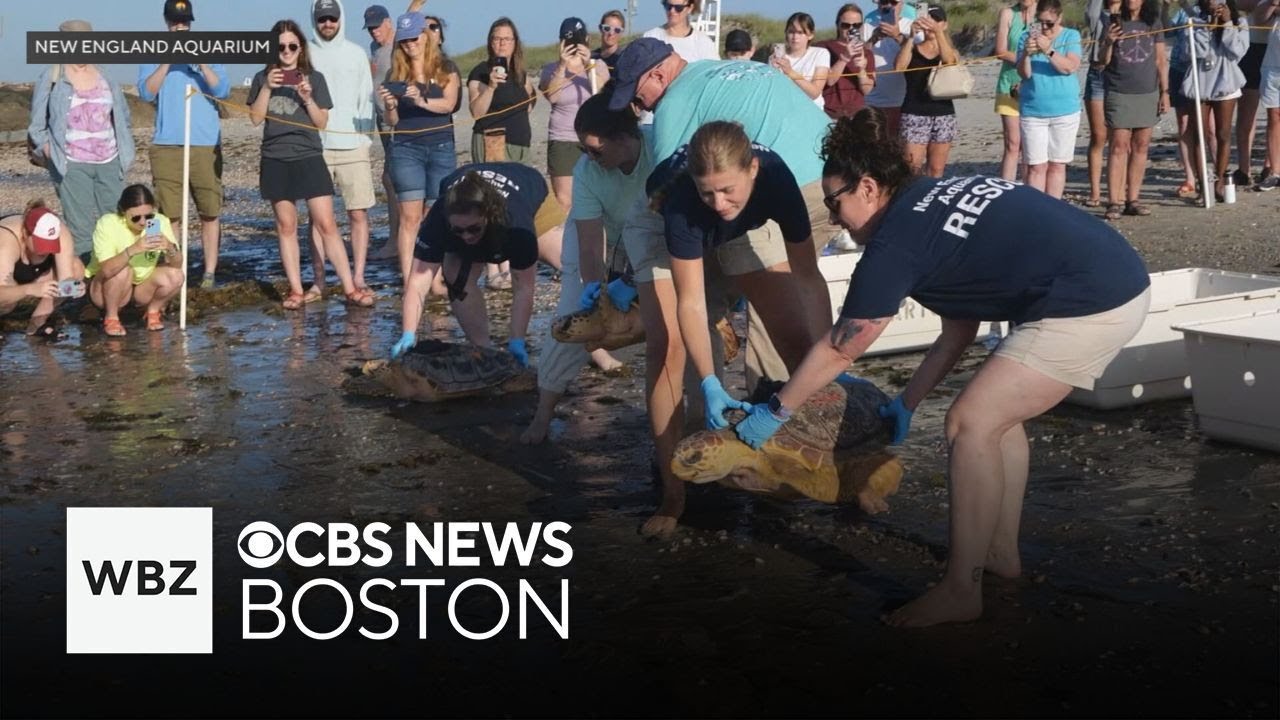Endangered turtles cared for by New England Aquarium released back into ...